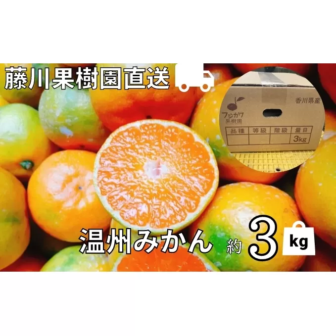 2024年秋よりお届け 農園直送 フジカワ果樹園栽培の 温州みかん 約3kg