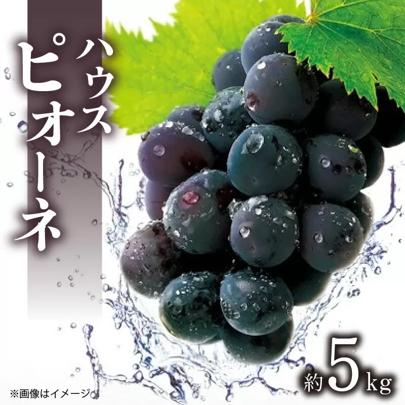 【先行予約】【配送不可地域：北海道・沖縄県・離島】ハウスピオーネ 約5kg_M02-0061