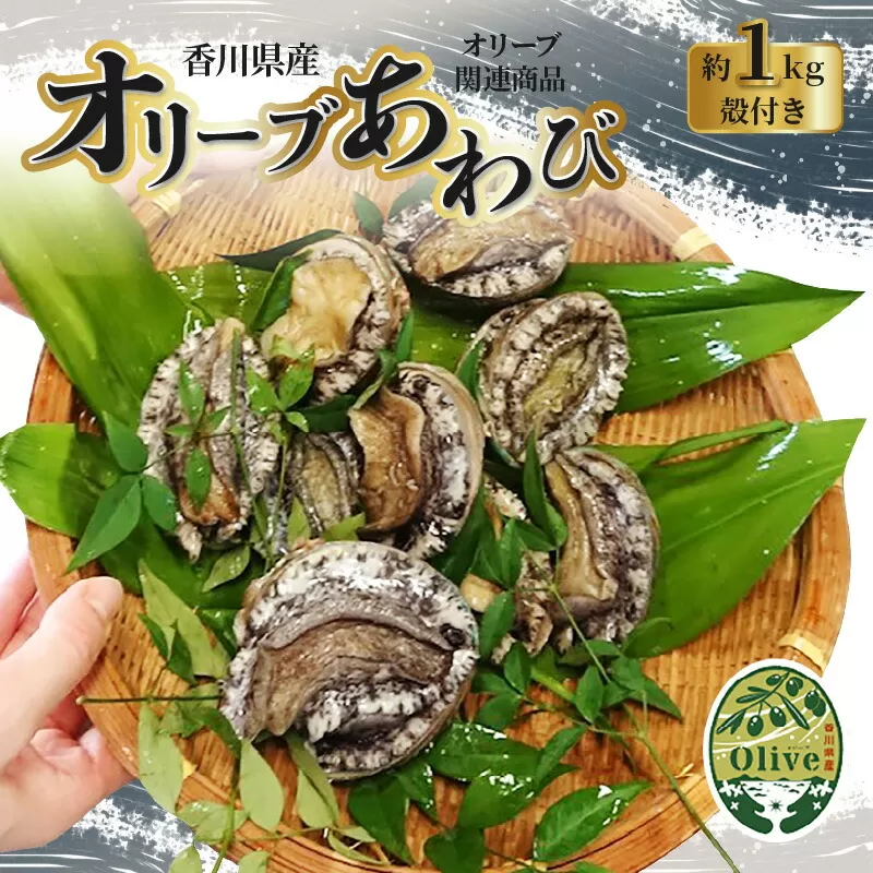 オリーブあわび 約１ｋｇ（１０〜１２個程度）殻付き【配送不可地域：北海道・東北・沖縄県・離島】_M77-0001