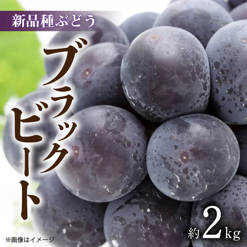 【先行予約】【配送不可地域：北海道・沖縄県・離島】新品種ぶどう「ブラックビート」 約2kg_M02-0063