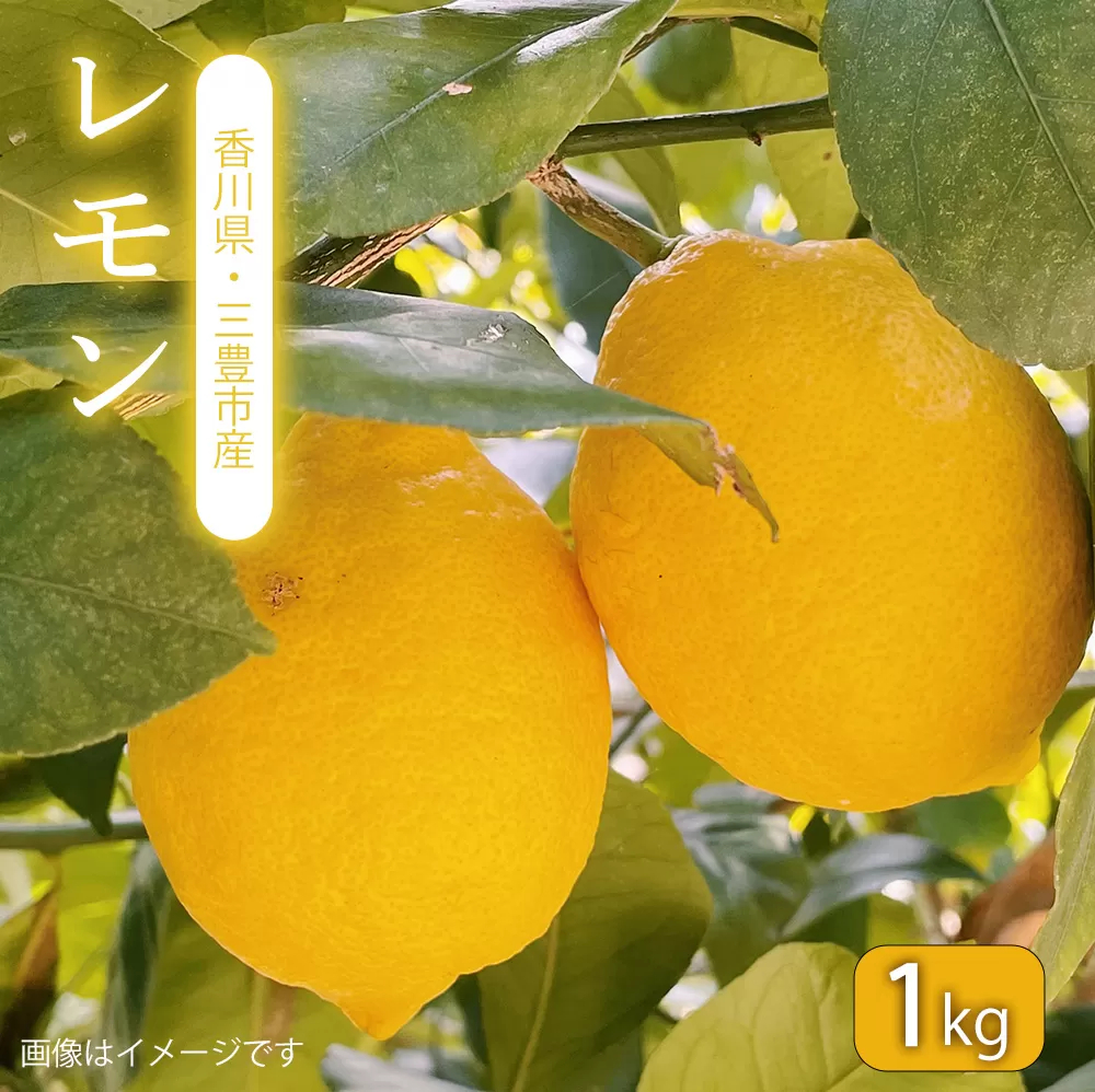 レモン 1kg【配送不可地域：北海道・沖縄県・離島】_M160-0022-1