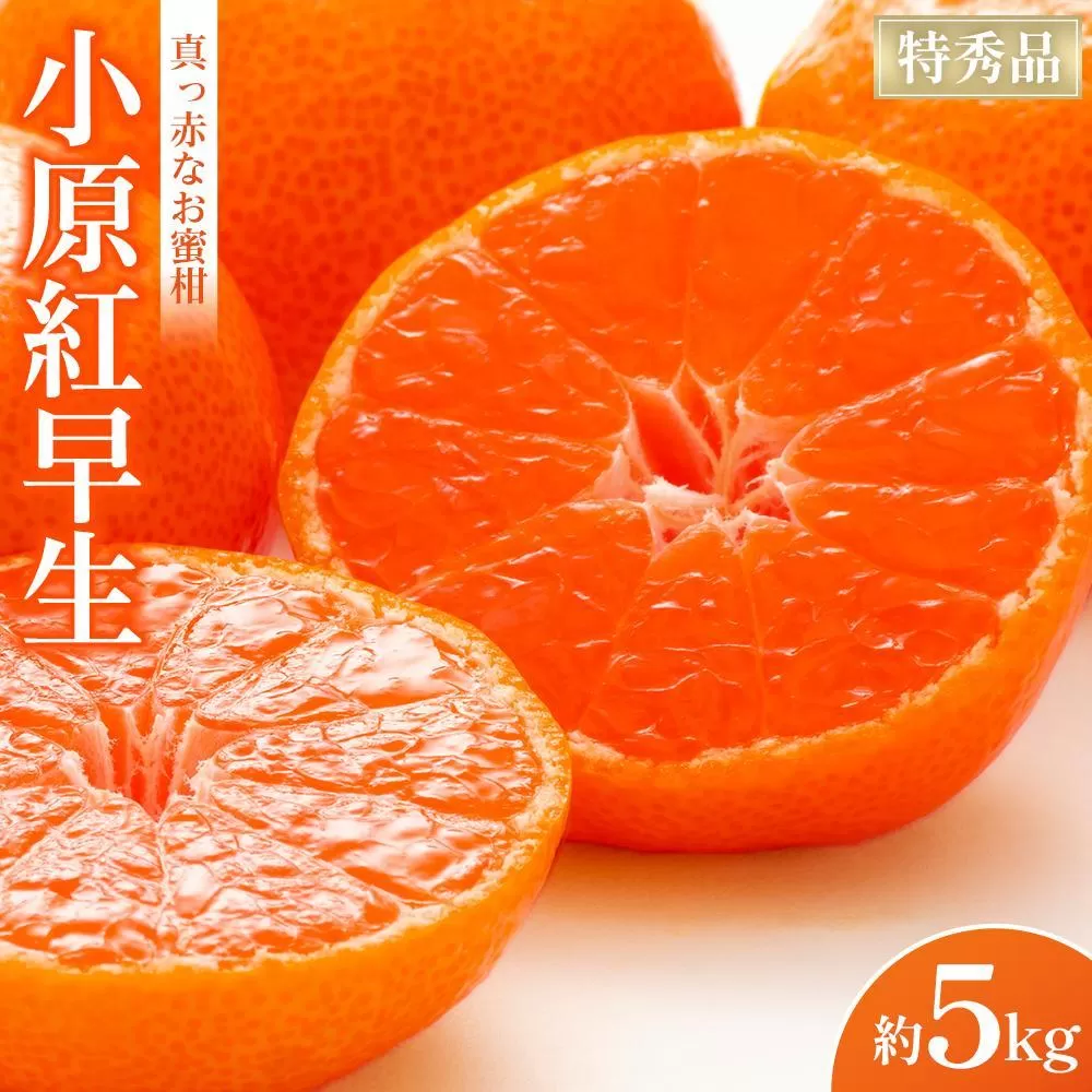 特秀品！真っ赤なお蜜柑「小原紅早生」約5kg