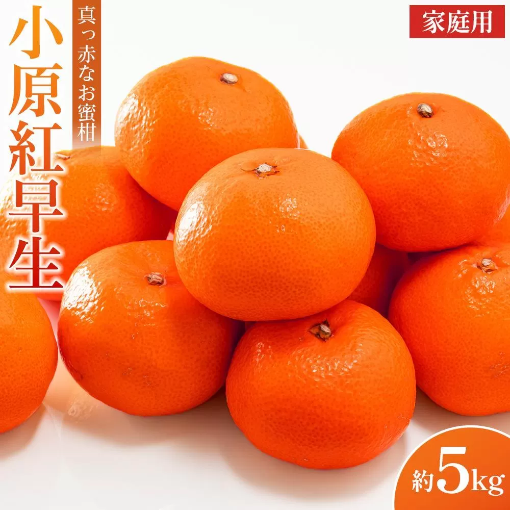 ご家庭向け！真っ赤なお蜜柑「小原紅早生」約5kg