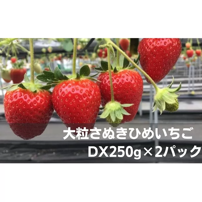 大粒さぬきひめいちご　DX250g×2パック