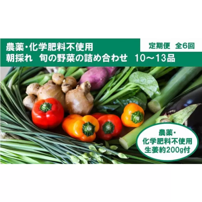 定期便 土佐の太陽をいっぱいに浴びた旬の野菜生姜約200gのセット「大」 (6回配送)【土佐野菜】 [ATBA015]