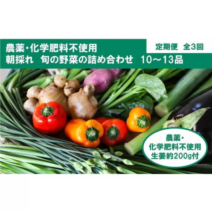 定期便 土佐の太陽をいっぱいに浴びた旬の野菜生姜約200gのセット「大」 (3回配送)【土佐野菜】 [ATBA014]