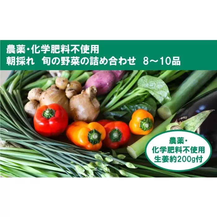 【栽培期間中農薬・化学肥料不使用】土佐の太陽をいっぱいに浴びた旬の野菜生姜約200gのセット「小」