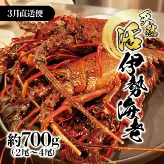 3月直送便 土佐獲れ 活伊勢海老 約700g（２尾～４尾） 天然 エビ　えび 伊勢エビ 海鮮 お刺身 刺し身 丸焼き しゃぶしゃぶ 故郷納税 ふるさとのうぜい 返礼品 高知県 高知 27000円