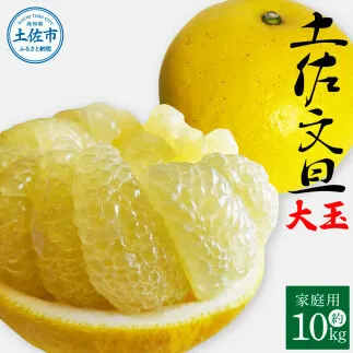 土佐文旦 家庭用 約10キロ（2L～4Lサイズ：16～21玉) 大玉 先行予約 数量限定 文旦 ぶんたん ブンタン 土佐文旦 柑橘 フルーツ 果物 ご当地 お取り寄せ 土佐 高知