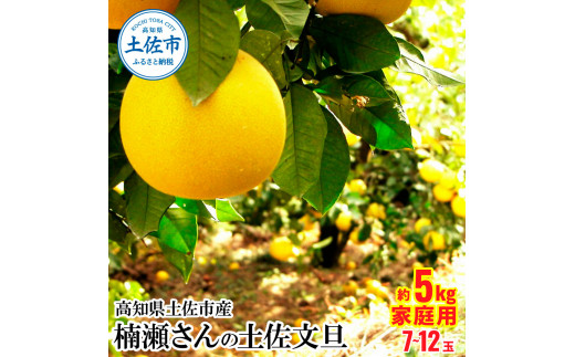 高知県土佐市産 楠瀬さんの土佐文旦 家庭用 約5kg 期間限定 高知 土佐 文旦 ぶんたん ブンタン 柑橘 みかん 果物 5キロ 7～12玉 フルーツ  旬 不揃い ご自宅用 常温｜土佐市｜高知県｜返礼品をさがす｜まいふる by AEON CARD