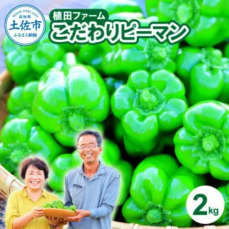 高知県産 植田ファームのこだわりピーマン 2kg ピーマン 新鮮野菜 サラダ 野菜 おかず 詰め合わせ 絶品 お取り寄せ 美味しい 料理 おうちごはん 新鮮 大容量 消費 国産 日本産