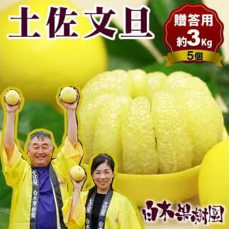 【果樹園直送】土佐文旦 特選品贈答用 約3kg 3L～4Lサイズ ぶんたん ブンタン フルーツ 柑橘 みかん 果物 くだもの 柑橘類 デザート おやつ 贈り物 プレゼント 白木果樹園