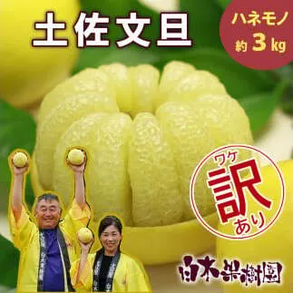 【果樹園直送】土佐文旦 訳ありご家庭用 約3kg L～4Lサイズ ぶんたん ブンタン フルーツ 柑橘 みかん 果物 くだもの 柑橘類 デザート おやつ 訳アリ ご自宅用 白木果樹園