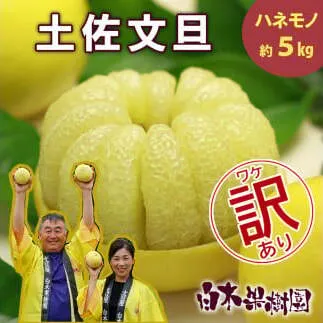 【果樹園直送】土佐文旦 訳ありご家庭用 約5kg L～4Lサイズ ぶんたん ブンタン フルーツ 柑橘 みかん 果物 くだもの 柑橘類 デザート おやつ 訳アリ ご自宅用 白木果樹園