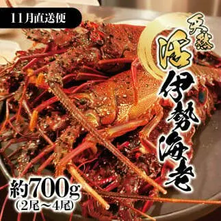 11月直送便 土佐獲れ 活伊勢海老 約700g（２尾～４尾） 天然 エビ　えび 伊勢エビ 海鮮 お刺身 刺し身 丸焼き しゃぶしゃぶ 故郷納税 ふるさとのうぜい 返礼品 高知県 高知 27000円