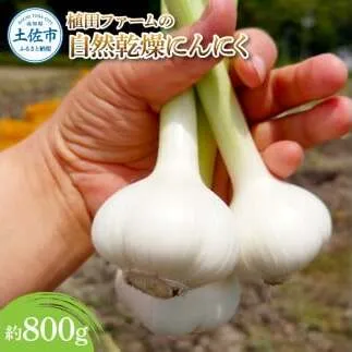 植田ファームの自然乾燥にんにく800g 800グラム ニンニク ガーリック おつまみ お酒 料理 醤油漬け ガーリックオイル ペペロンチーノ パスタ スパゲッティ ステーキ 無農薬 美味しい