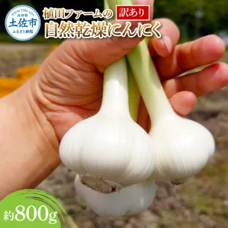 訳あり 植田ファームの自然乾燥にんにく800g 800グラム ニンニク ガーリック お酒 料理 醤油漬け ガーリックオイル ペペロンチーノ パスタ スパゲッティ ワケアリ 家庭用 ご自宅用 常温 冷蔵 配送 高知県 高知 土佐市 ふるさとのうぜい 故郷納税 返礼品