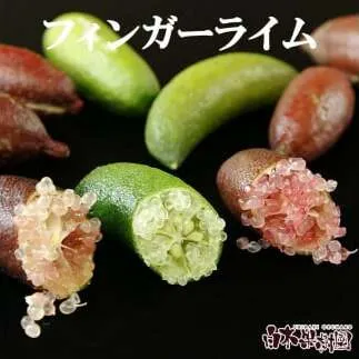 ＜果樹園直送＞ 白木果樹園産 フィンガーライム 約100g 100グラム 当店おまかせ 果物 くだもの 果実 柑橘類 柑橘 フレッシュ 新鮮 お酒 果実酒 ジュース デザート 料理 お取り寄せ 国産