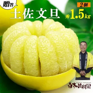 【果樹園直送】土佐文旦　4L　2個入り　1.5kg　特選品贈答用　果物　柑橘　フルーツ　ぶんたん　ブンタン　分担　高知県土佐市　お取り寄せ 産地直送　おいしい 美味しい　返礼品　白木果樹園