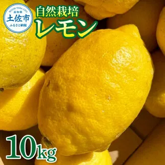 自然栽培レモン10kg 10キロ レモン 檸檬 れもん 自然栽培 無農薬 柑橘類 柑橘 フルーツ 果物 くだもの レモネード 塩レモン はちみつレモン レモンスカッシュ レモンサワー ビタミンC