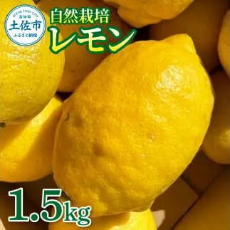 自然栽培レモン1.5kg 1.5キロ レモン 檸檬 れもん 自然栽培 無農薬 柑橘類 フルーツ 果物 くだもの レモネード 塩レモン はちみつレモン レモンスカッシュ レモンサワー ビタミンC