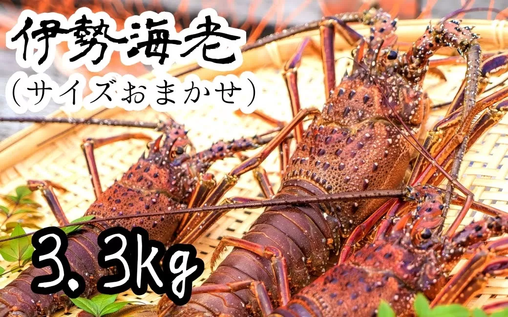 伊勢海老3.3kg（サイズおまかせ高知県産）※着日指定不可※エビ 甲殻類 海鮮BBQ アウトドア キャンプ お祝い えび 伊勢えび イセエビ 刺身 お刺身 鍋 お味噌汁 冷凍配送 海鮮 魚介類 海の幸【R00730】