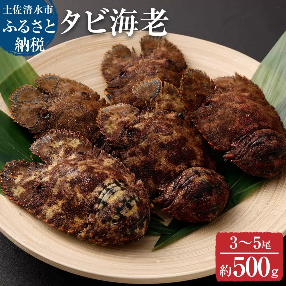 天然タビ海老（ゾウリエビ）約500g（３～５尾入り）サイズおまかせ 贈答可 タビエビ セミエビ科 ゾウリ海老 海老 えび 天然 お刺身 刺身 お味噌汁 パスタ 濃厚 甘い【R01249】