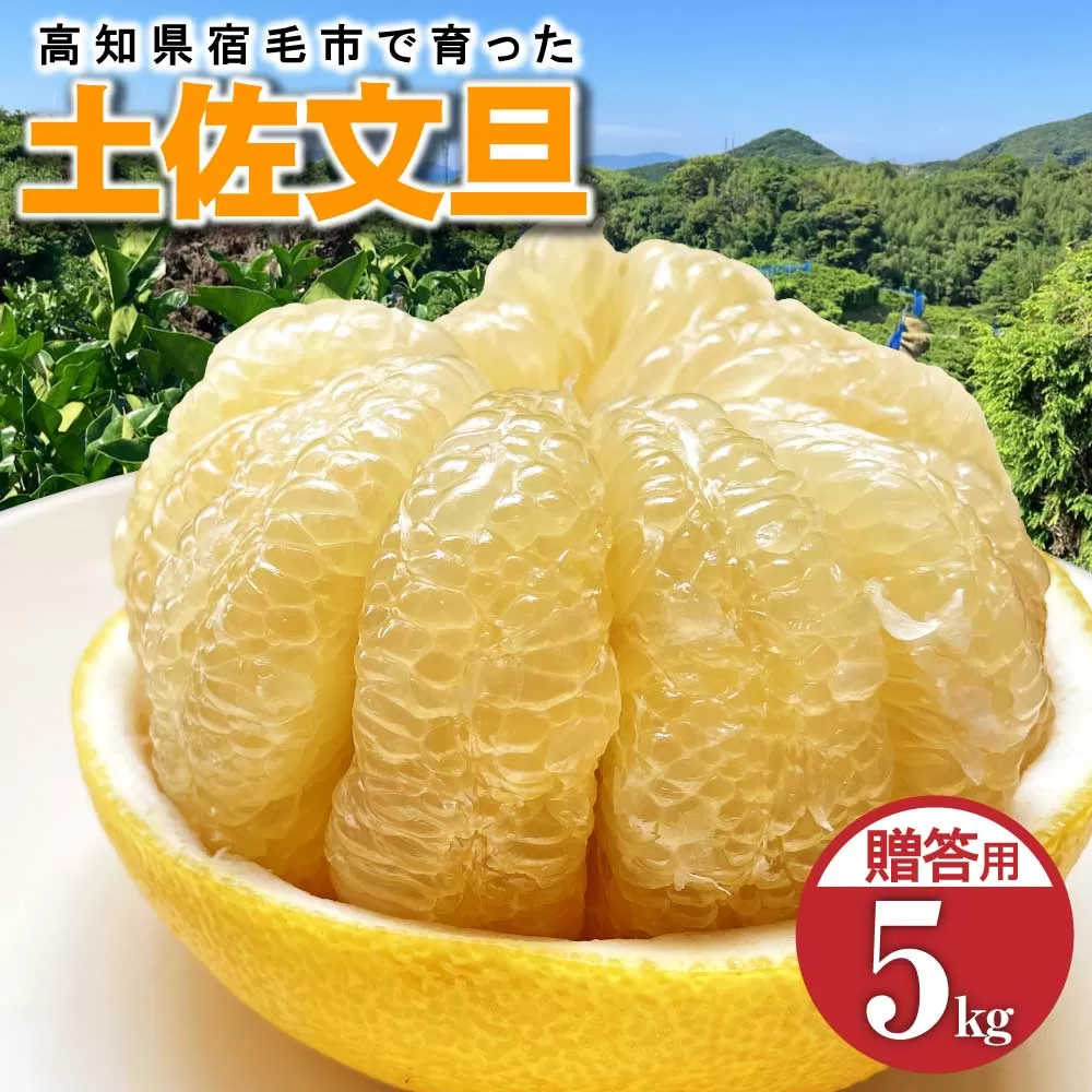 先行予約 太陽の恵みをいっぱい受けて育った土佐文旦 贈答用 5kg 5キロ 3L～4L 柑橘 フルーツ ミカン ぶんたん ブンタン 果物 くだもの ギフト プレゼント【R01137】