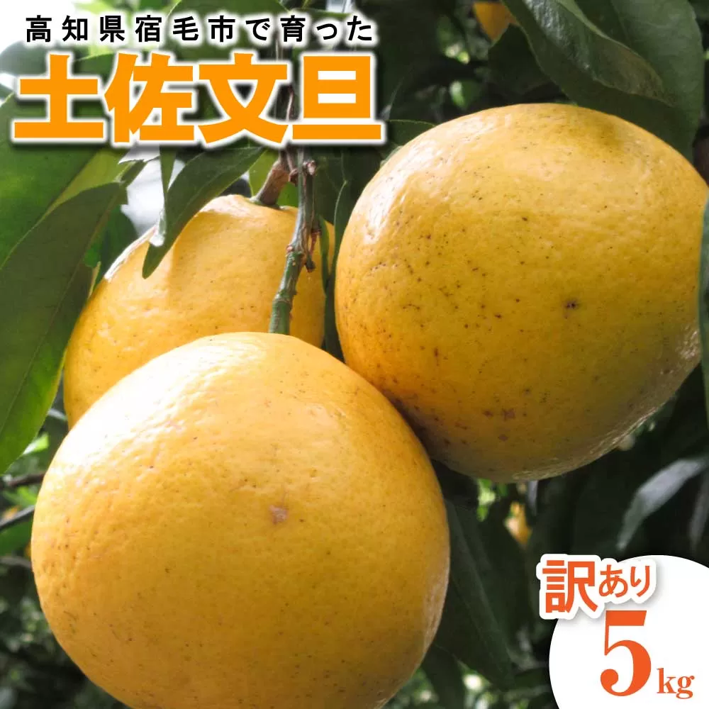 【訳あり】先行予約 太陽の恵みをいっぱい受けて育った土佐文旦 家庭用 5kg 5キロ L～2L 柑橘 フルーツ ミカン みかん 蜜柑 ぶんたん ブンタン 果物 くだもの【R01135】