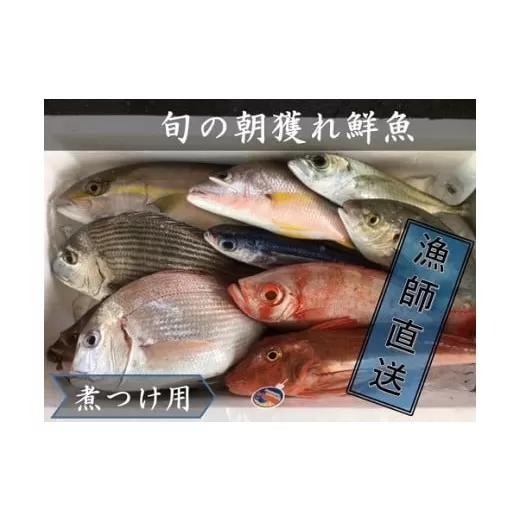 旬の朝獲れ鮮魚（煮つけ用）漁師おすすめセット【以布利定置網　漁師直送】【S00820】