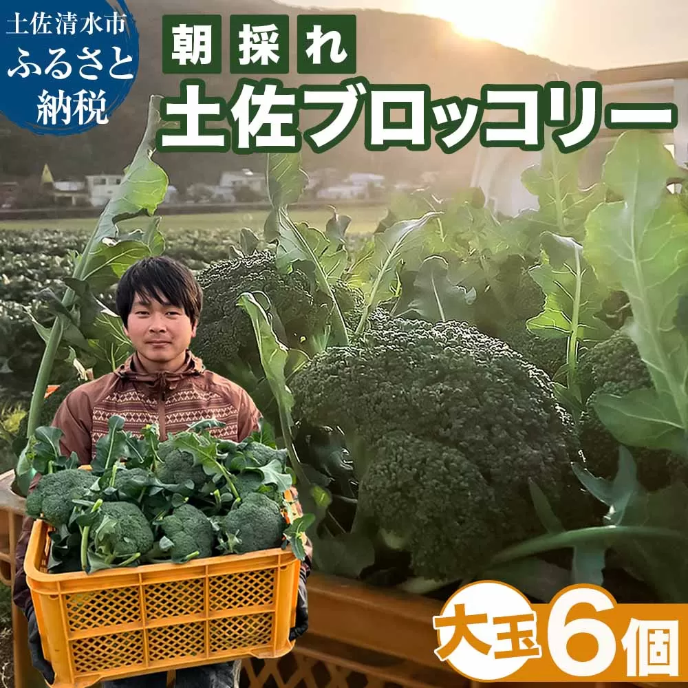 朝採り 土佐のブロッコリー 大玉6個 1.5~1.8kg 農家のオススメ専用レシピ付き やさい 野菜 栄養 タンパク質 健康 ビタミンC おかず お弁当 サラダ 料理 冷蔵 配送 国産【R01210】