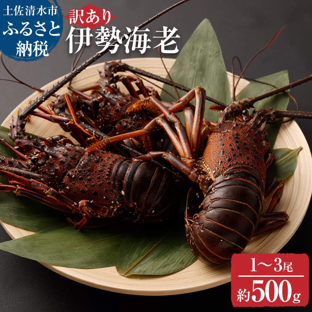 【訳あり】天然・伊勢海老 約500g（1匹～3匹入り）海鮮BBQ 甲殻類 えび エビ 伊勢えび イセエビ 刺身 お刺身 鍋 お味噌汁 グラタン 海鮮 魚介類 海の幸【R01247】