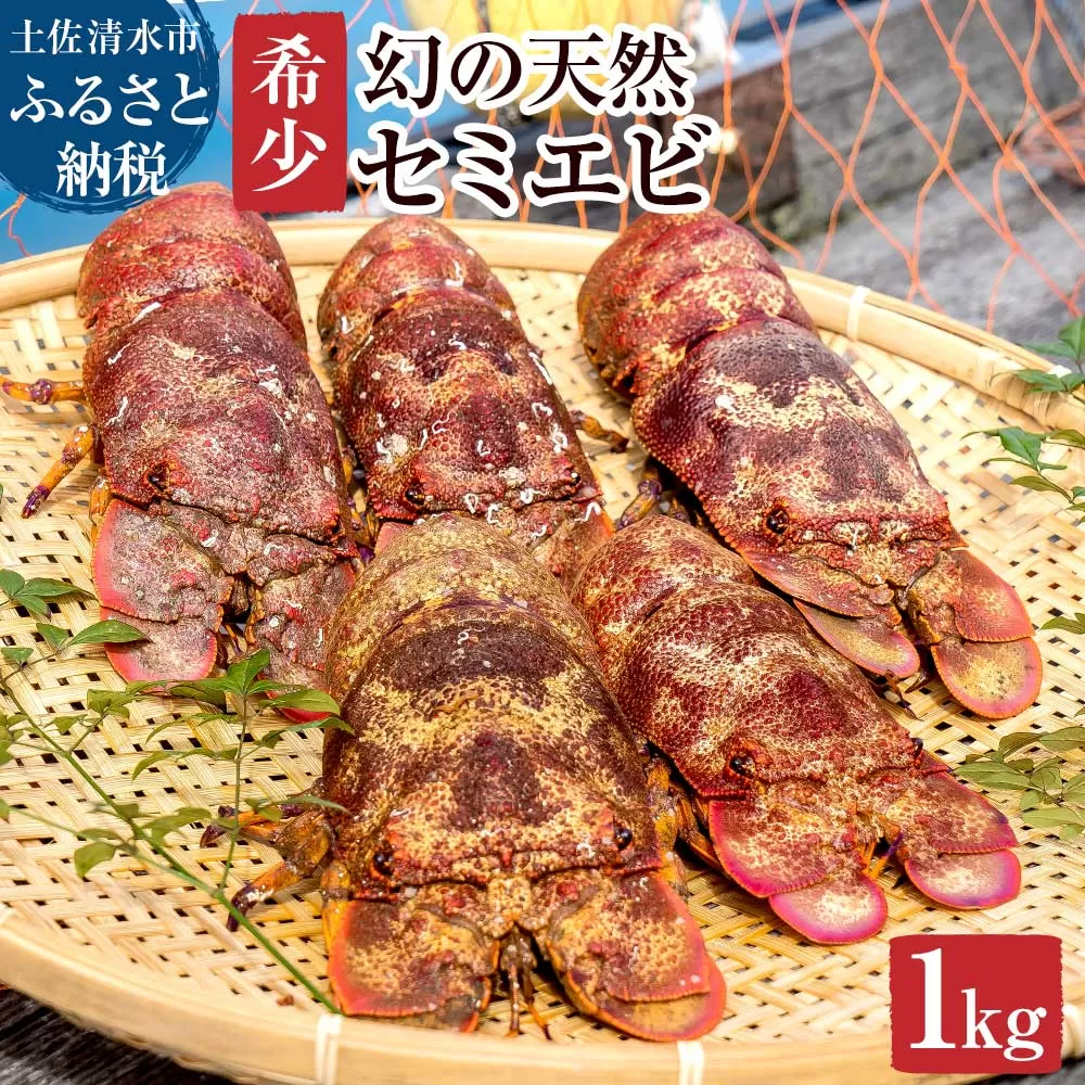 幻の天然セミエビ１kg（サイズおまかせ）※着日指定不可※漁師のごちそうをお届け！甲殻類 海老 海鮮BBQ えび エビ せみえび 冷蔵 配送 新鮮 美味しい 希少 高級食材 故郷納税【R00678】