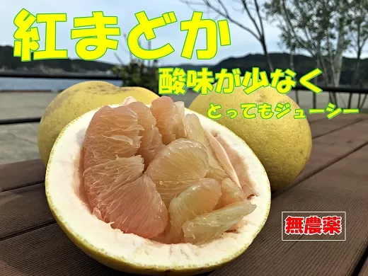 田中さん家の無農薬紅まどか（訳あり３キロ）家庭用 柑橘 みかん ザボン 文旦【R00072】