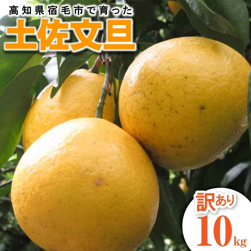 【訳あり】先行予約 太陽の恵みをいっぱい受けて育った土佐文旦 家庭用 10kg 10キロ L～2L 柑橘 フルーツ ミカン みかん 蜜柑 ぶんたん ブンタン 果物 くだもの【R01136】