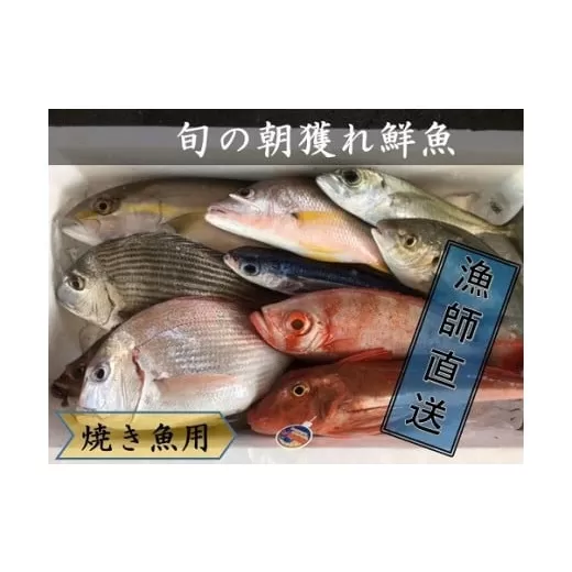 旬の朝獲れ鮮魚（焼き魚用）漁師おすすめセット【以布利定置網　漁師直送】【S00821】