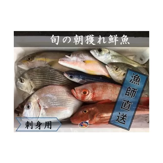 旬の朝獲れ鮮魚（刺身用）漁師おすすめセット【以布利定置網　漁師直送】【S00822】