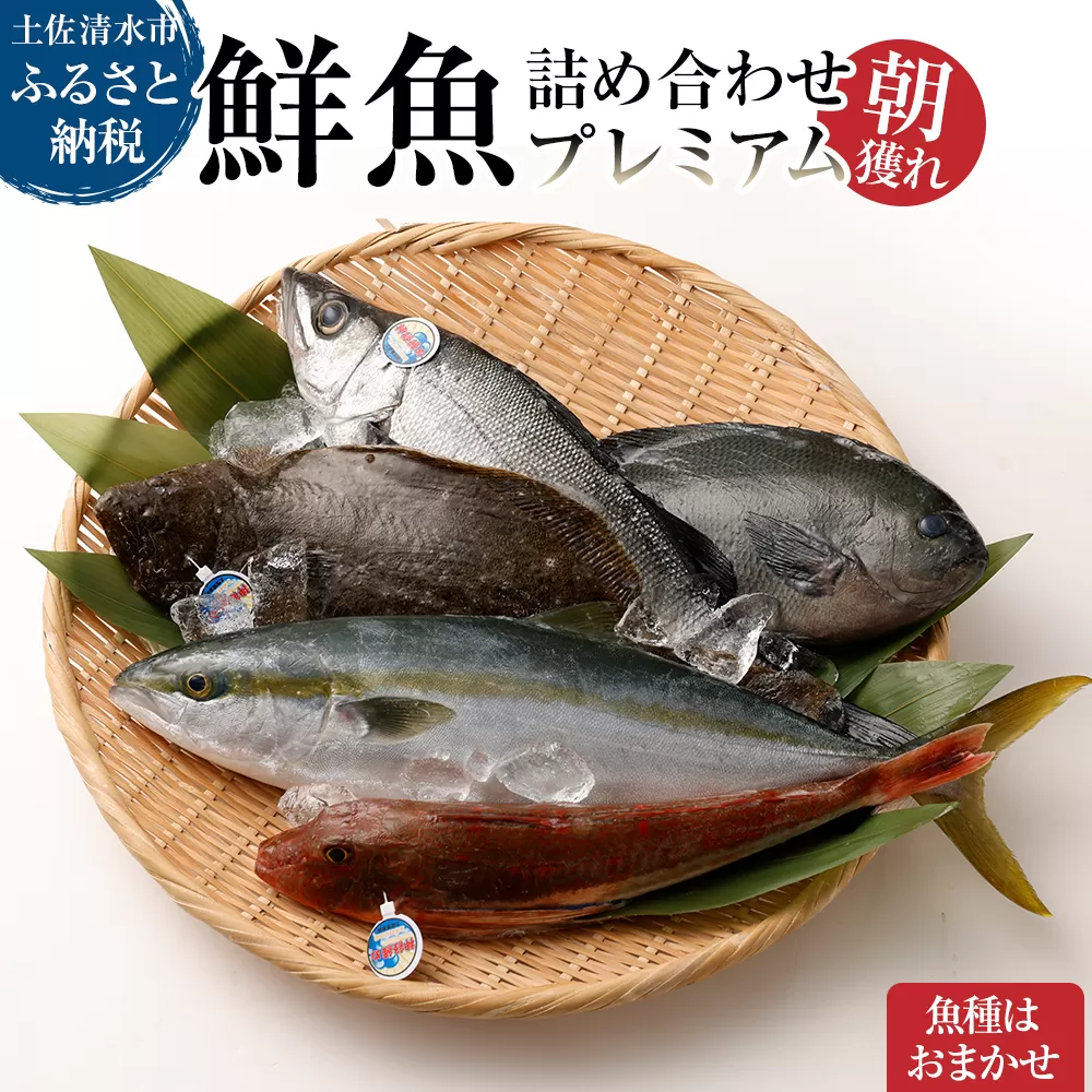 旬の朝獲れ鮮魚詰め合わせ（プレミアム）【以布利定置網　漁師直送】【S00819】