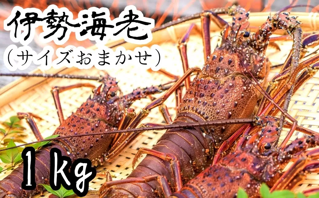 伊勢海老１kg（サイズおまかせ高知県産）※着日指定不可※エビ 甲殻類 海鮮BBQ アウトドア キャンプ お祝い えび 伊勢えび イセエビ 刺身 お刺身 鍋 お味噌汁 冷凍配送 海鮮 魚介類 海の幸【R00638】