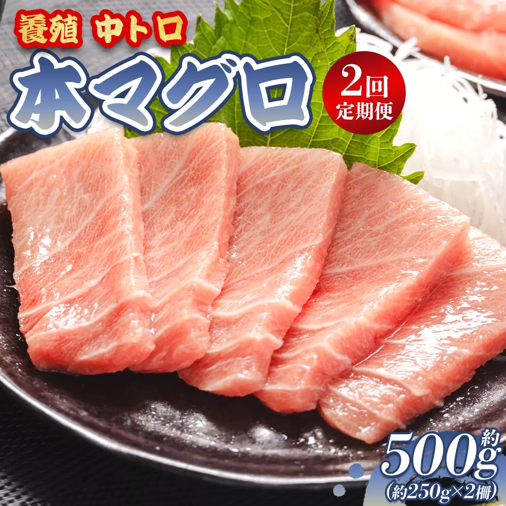 中トロ 定期便 2回 約250g 2冊 養殖 本マグロ 合計1kg - 鮪 まぐろ 中とろ 寿司 刺身 さしみ 海鮮丼 漬け丼 カルパッチョ おつまみ 新鮮 海産物 魚介 海の幸 オオジ 高知県 香南市 冷凍 Woo-0007