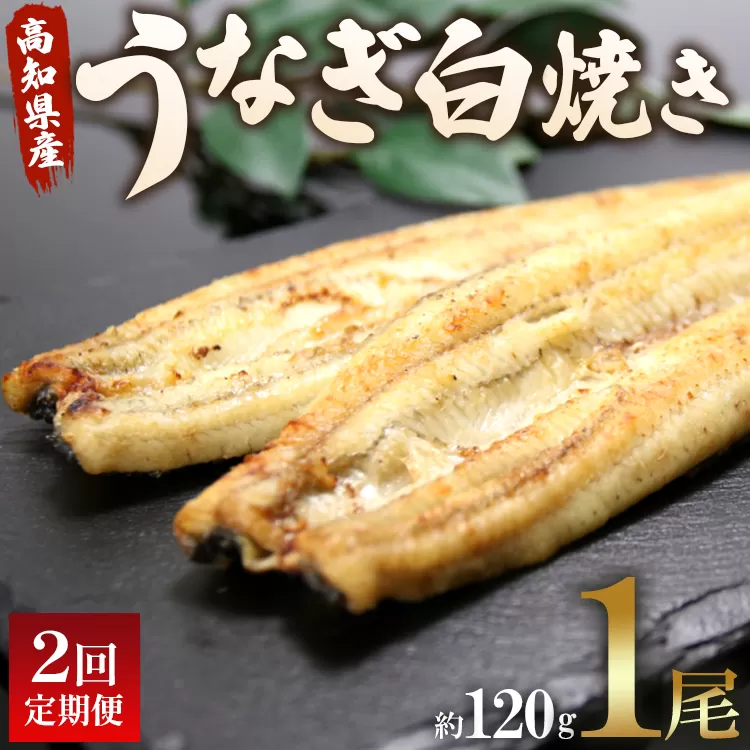 うなぎ 定期便 2回 うなぎ屋きた本 うなぎ白焼き120g 1尾(無頭) うなぎ 魚介 国産 海鮮 魚 かばやき 鰻 ウナギ 惣菜 おかず お手軽 加工品 加工食品 冷凍 Wun-0031