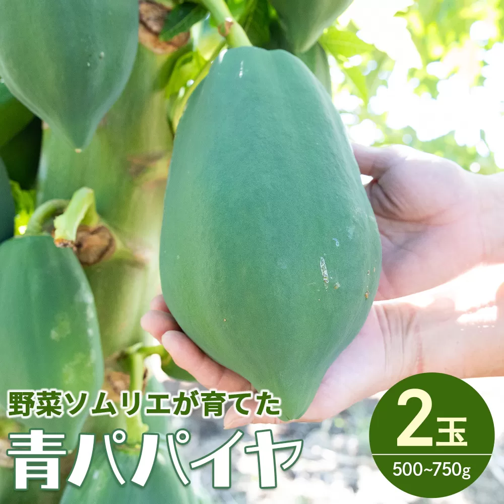 野菜ソムリエが育てた青パパイヤ 2玉 - パパイア やさい 果物 フルーツ 料理 サラダ おでん 炒め物 酵素 高知県 香南市 常温 mj-0017