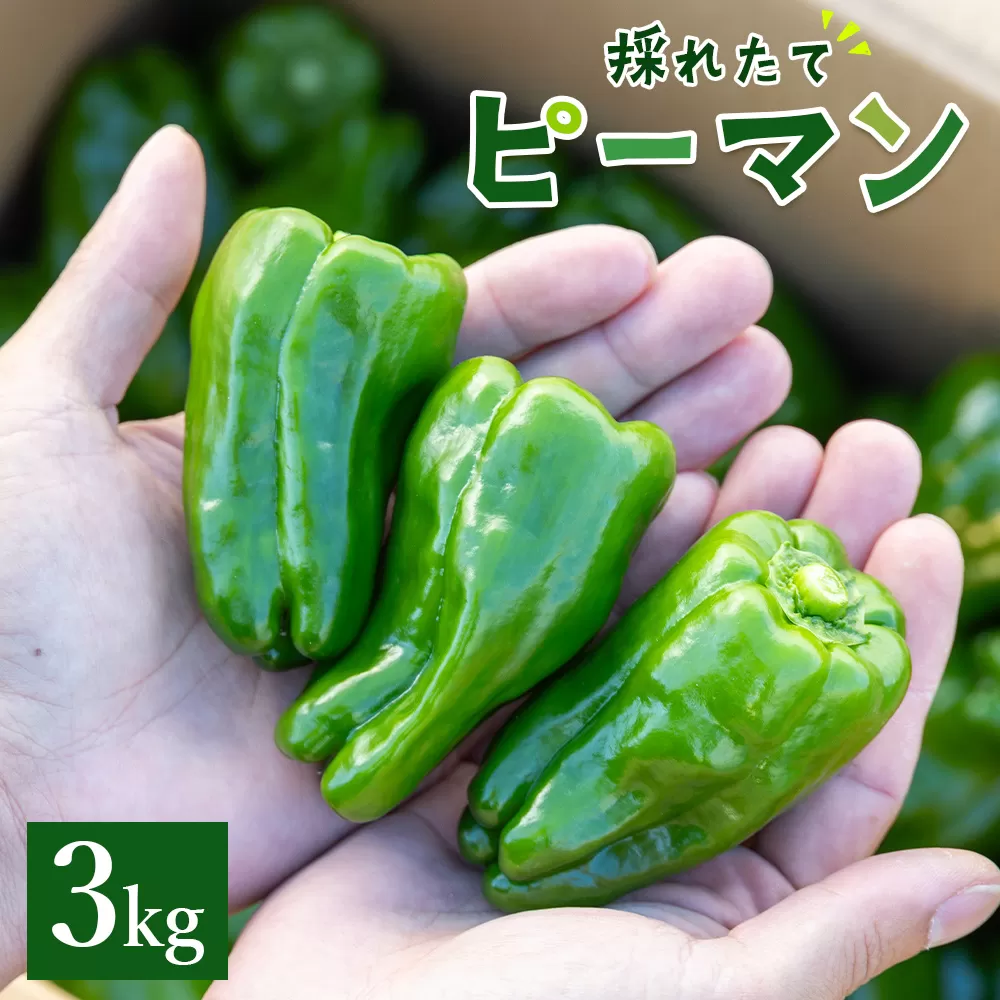 高知県香南市産採れたてピーマン3kg - 野菜 やさい 新鮮 国産 肉厚 炒め物 肉詰め 料理 高知県 香南市 冷蔵 im-0004