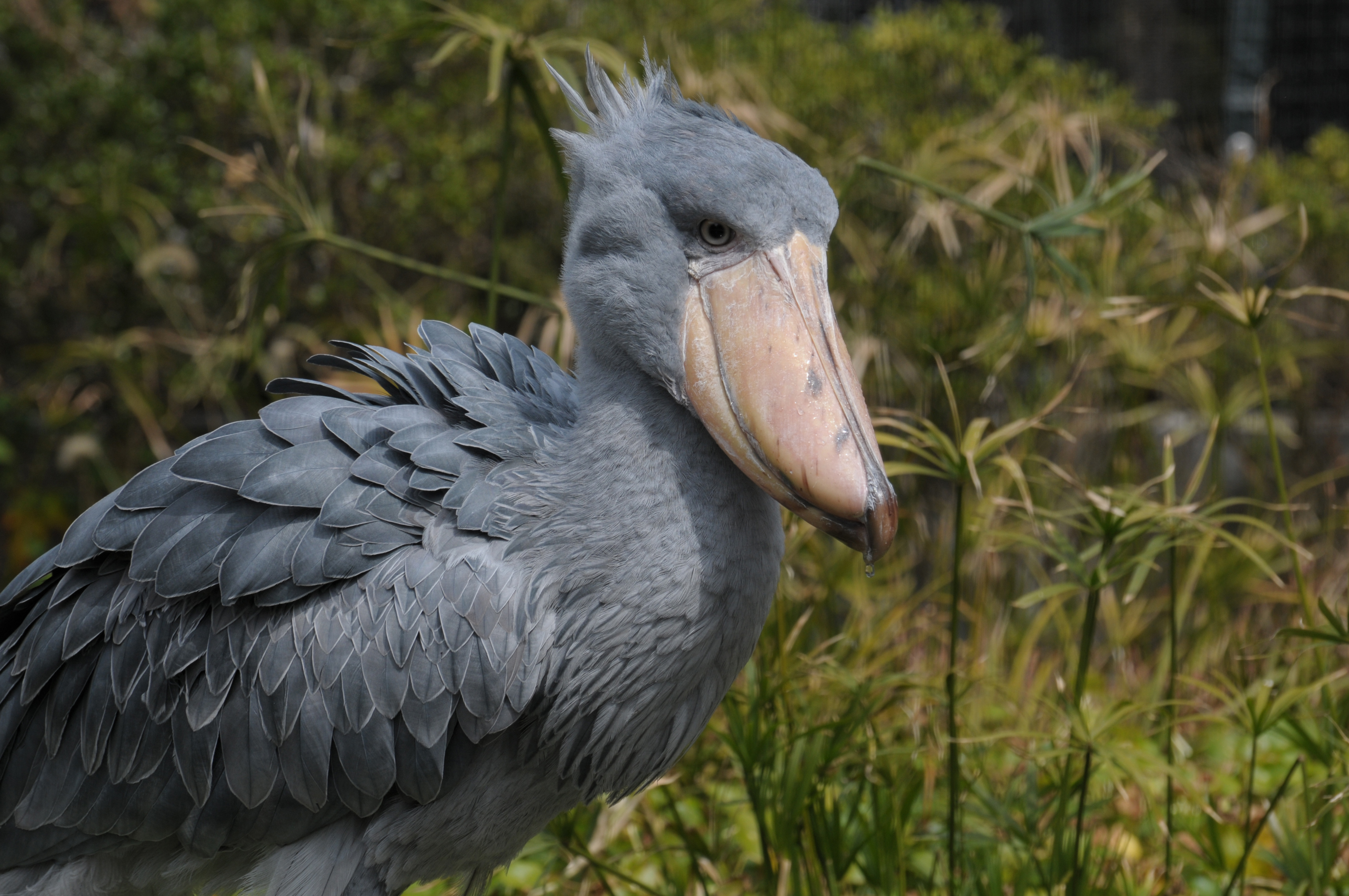 高知県立のいち動物公園