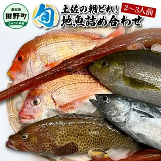 ～四国一小さなまち～ 土佐の朝どれ「旬」地魚詰め合わせ（2～3人前）朝獲れ 旬 鮮魚 魚 魚介 海鮮 海の幸 さかな 鮮度 セット おまかせ お任せ ウロコ・内臓・エラ処理済み