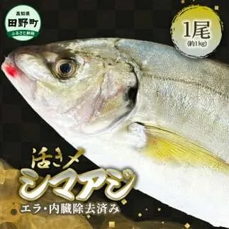 ～四国一小さなまち～ 活き〆天然縞鯵 約1kg 1尾（エラ・内臓除去済）活き締め 1キロ あじ アジ 刺身 なめろう お寿司 アジフライ 南蛮漬け 新鮮 魚 海鮮 国産 お取り寄せ 天然 おかず 和食