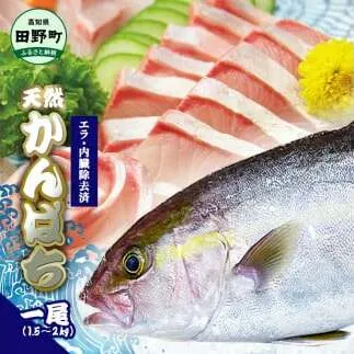 ～四国一小さなまち～ 天然カンパチ 1尾 1.5～2kg（エラ・内臓除去済）活き締め 1.5～2キロ かんぱち 刺身 お寿司 しゃぶしゃぶ アレンジ 新鮮 魚 海鮮 国産 天然 おかず お取り寄せ