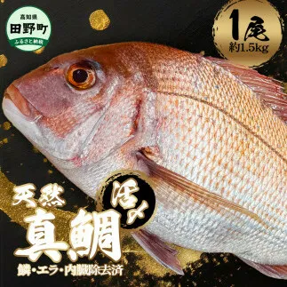 ～四国一小さなまち～ 活き〆天然真鯛 約1.5kg 1尾（鱗・エラ・内臓除去済）1.5キロ 真鯛 マダイ まだい 活き締め 刺身 さしみ お寿司 カルパッチョ 魚 海鮮 魚介 新鮮 国産 おかず 和食