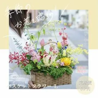 《6ヵ月定期便》季節の生花バスケットフラワーL バスケット 紙バンドバスケット フラワーバスケット 季節 手作り ハンドメイド ブルースター トルコギキョウ お取り寄せ 生花 プレゼント 贈り物
