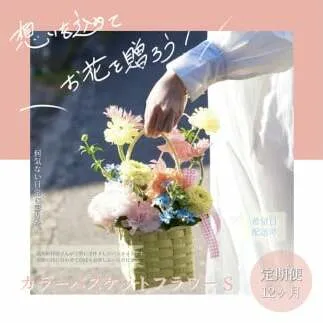 《12ヵ月定期便》季節の生花カラーバスケットフラワーS カラーバスケット 紙バンドバスケット フラワーバスケット 季節 手作り ブルースター トルコギキョウ お取り寄せ 生花 プレゼント 贈り物